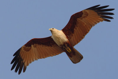 Brahminy kite (haliastur indus), Allepey, India, January 2010