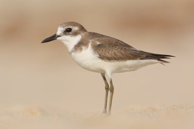 Greater sand plover (charadrius leschenaultii), Allepey. India, January 2010