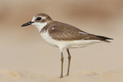 Greater sand plover (charadrius leschenaultii), Allepey. India, January 2010