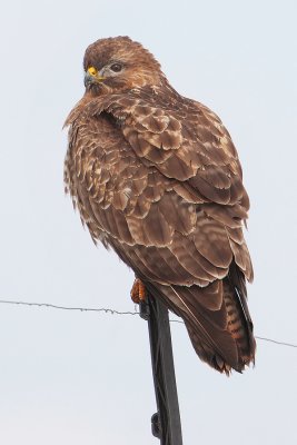 Common buzzard (buteo buteo), Cuarnens, Switzerland, January 2010