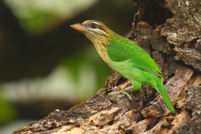 White-cheeked barbet (megalaima viridis), Kumily, India, January 2010