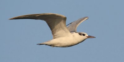  Whiskered Tern (chlidonias hybridus), Allepey, India, January 2010