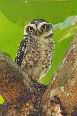 Spotted owlet (athene brama), Allepey, India, January 2010