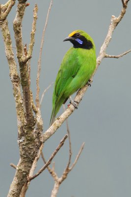 Golden-fronted leafbird (chloropsis aurifrons), Kumily, India, January 2010