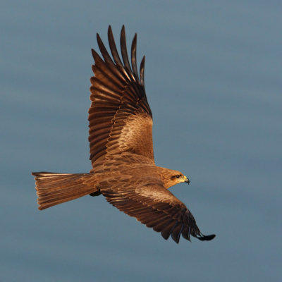 Black (pariah) kite (milvus migrans govinda), Udaipur, India, January 2010