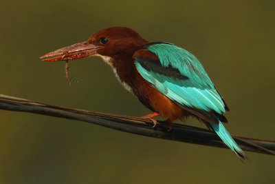 Kingfishers, rollers, bee-eaters and hoopoe