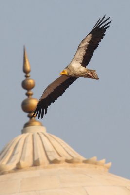 Egyptian vulture (neophron percnopterus), Agra, India, December 2009