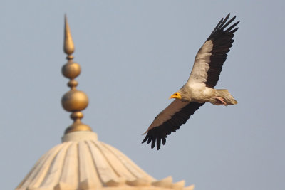 Egyptian vulture (neophron percnopterus), Agra, India, December 2009