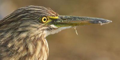 Indian pond heron (ardeola grayii), Udaipur, India, January 2010