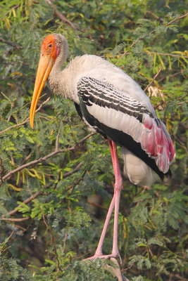 Painted stork (mycteria leucocephala), New Delhi, India, December 2009