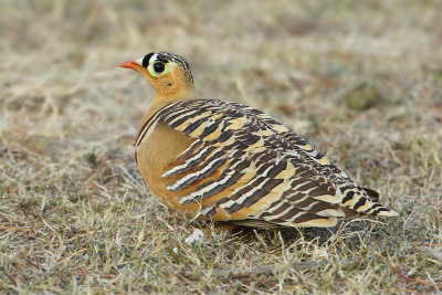 Painted sandgrouse (pterocles indicus), Ranthambore, India, December 2009
