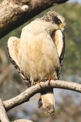 Crested serpent eagle (spilornis cheela), Ranthambore, India, December 2009