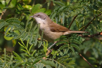 Lesser whitethroat (sylvia curruca), Bharatpur, India, December 2009
