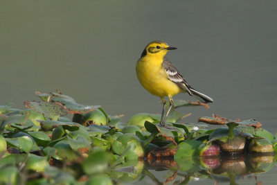 Citrine wagtail (motacilla citreola), Bharatpur, India, December 2009