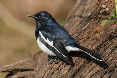 Oriental magpie robin (copsychus saularis), Bharatpur, India, December 2009