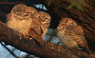 Spotted owlet (athene brama), Bharatpur, India, December 2009