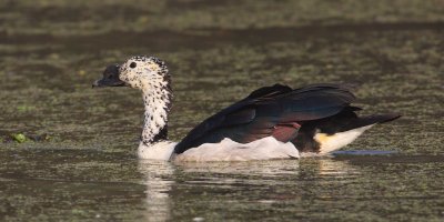 Knob-billed duck (sarkidiornis melanotos), Bharatpur, India, December 2009