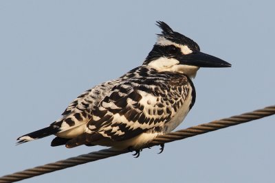 Pied kingfisher (ceryle rudis), Bund Baretha, India, December 2009