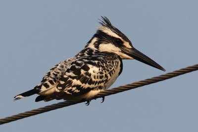 Pied kingfisher (ceryle rudis), Bund Baretha, India, December 2009