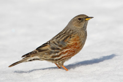 Alpine accentor (prunella collaris), Guttet, Switzerland, February 2010