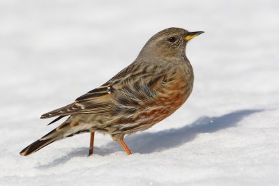 Alpine accentor (prunella collaris), Guttet, Switzerland, February 2010