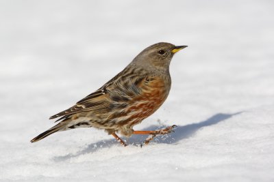 Alpine accentor (prunella collaris), Guttet, Switzerland, February 2010