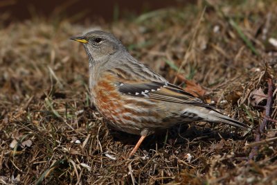 Alpine accentor (prunella collaris), Ayer, Switzerland, February 2010