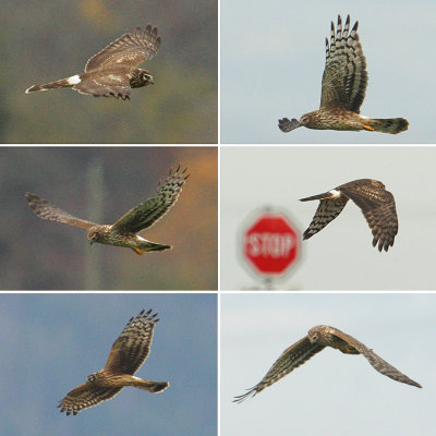 Record shots of harriers seen locally
