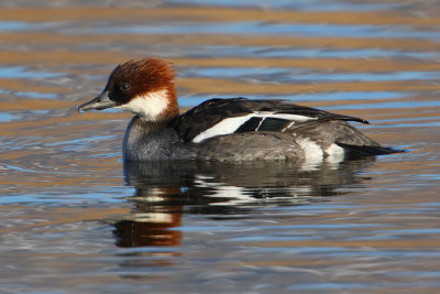 Smew (mergellus albellus), Champ-Pittet, Switzerland, February 2010