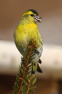 Siskin (carduelis spinus), Ayer, Switzerland, February 2010