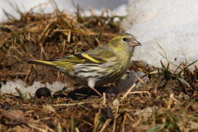 Siskin (carduelis spinus), Ayer, Switzerland, February 2010
