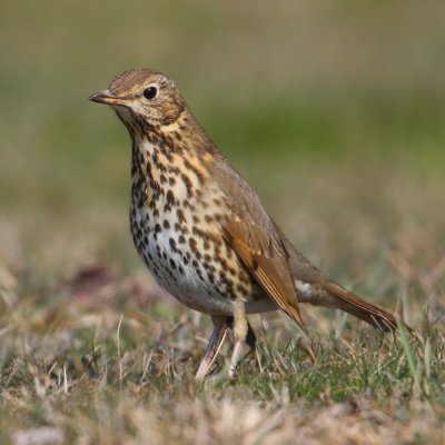 Song thrush (turdus philomelos), Romanel-sur-Morges, Switzerland, March 2010