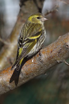 Siskin (carduelis spinus), Ayer, Switzerland, March 2010