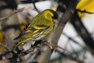 Siskin (carduelis spinus), Ayer, Switzerland, March 2010