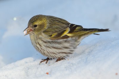 Siskin (carduelis spinus), Ayer, Switzerland, March 2010