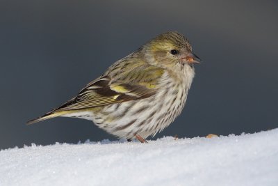 Siskin (carduelis spinus), Ayer, Switzerland, March 2010