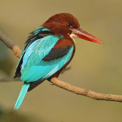 White-throated kingfisher (halcyon smyrnensis), New Delhi, India, December 2009