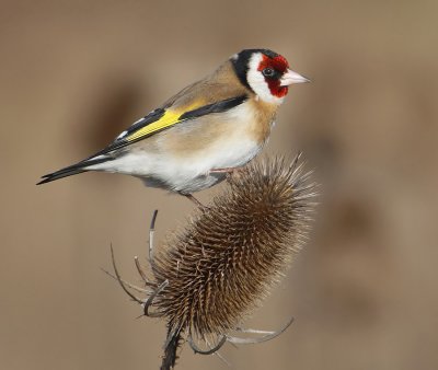 Goldfinch (carduelis carduelis), Aclens, Switzerland, March 2010
