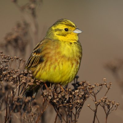 Yellowhammer (emberiza citrinella), Aclens, Switzerland, March 2010