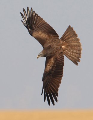Black kite (milvus migrans), Echandens, Switzerland, March 2010