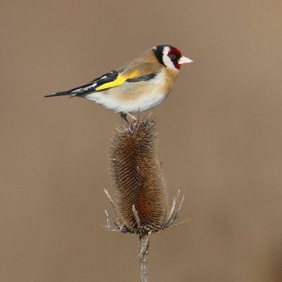 Goldfinch (carduelis carduelis), Aclens, Switzerland, March 2010