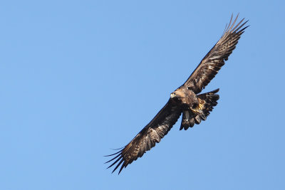 Golden eagle (aquila chrysaetos), Jeizinen, Switzerland, November 2008