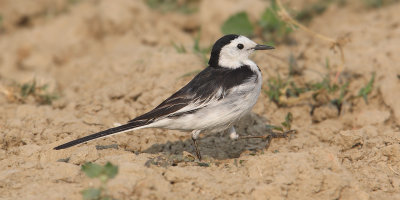 White wagtail (motacilla alba leucopsis), Bharatpur, India, December 2009