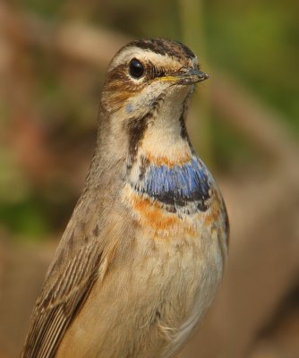 Bluethroat (luscinia svecica), Bharatpur, India, December 2009