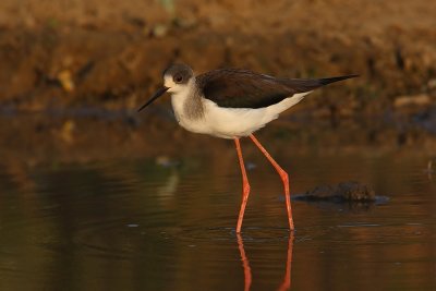 Black-winged Stilt (himantopus himantopus), Bund Baretha, India, December 2009