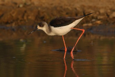 Black-winged Stilt (himantopus himantopus), Bund Baretha, India, December 2009