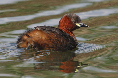 Little grebe (tachybaptus ruficollis), Gran Alacant, Spain, April 2010