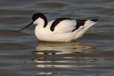 Avocet (recurvirostra avosetta), Santa Pola, Spain, April 2010