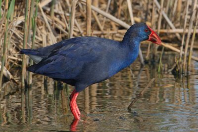 Purple swamphen (porphyrio porphyrio), Clot de Galvany, Spain, April 2010