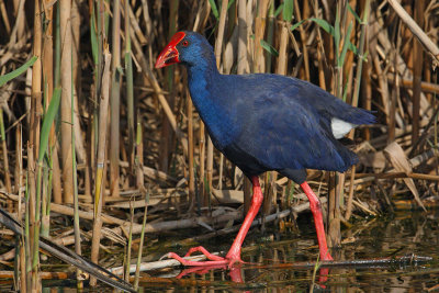 Purple swamphen (porphyrio porphyrio), Clot de Galvany, Spain, April 2010